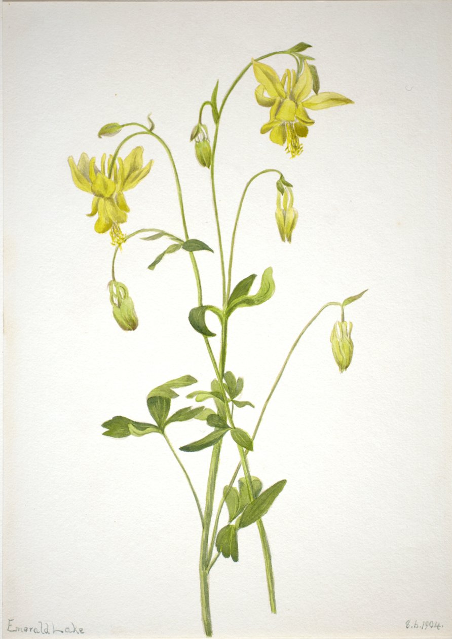 Cím nélkül – Növénytanulmány, 1904. alkotó: Mary Vaux Walcott