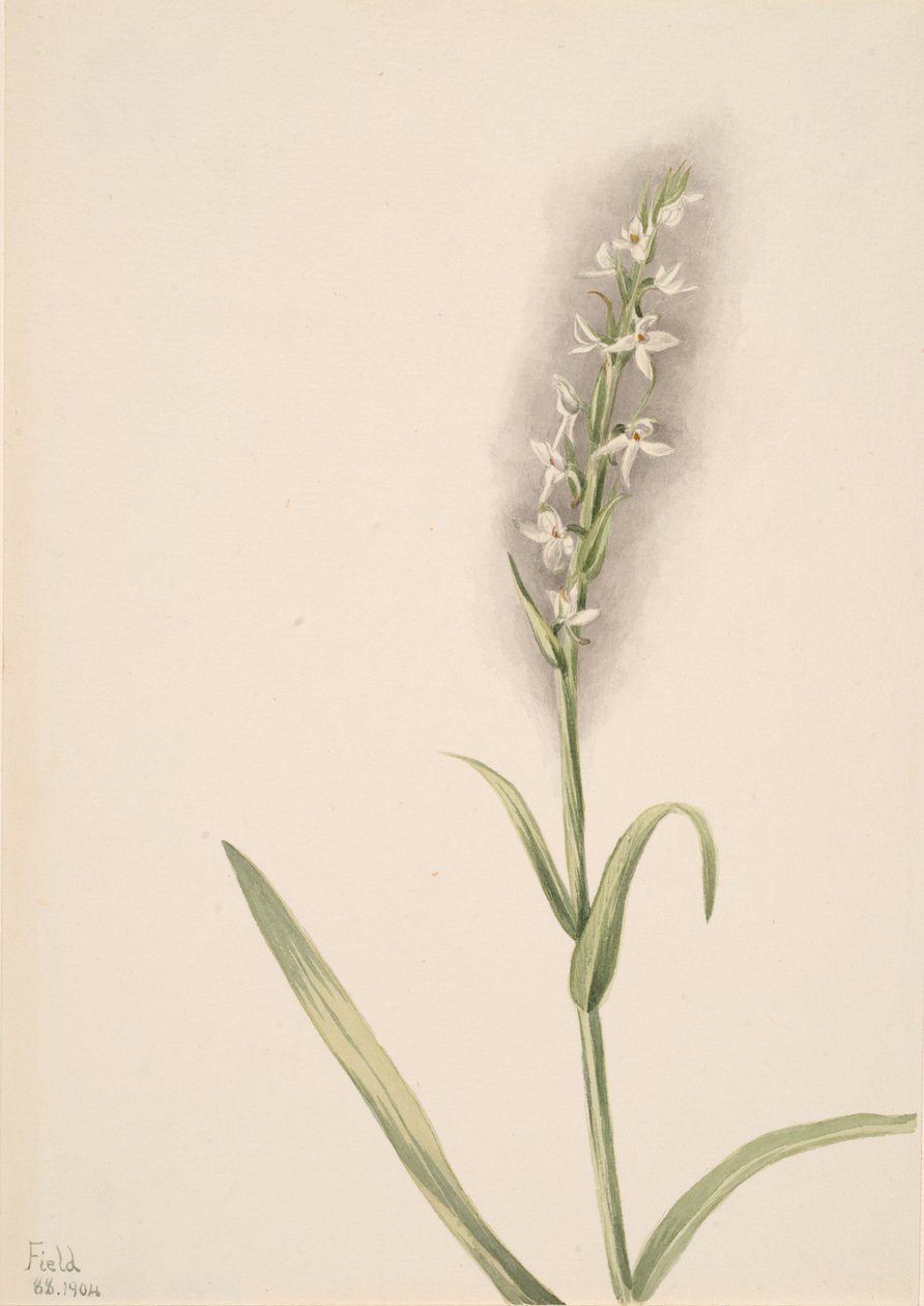Cím nélkül – Növénytanulmány, 1904. alkotó: Mary Vaux Walcott