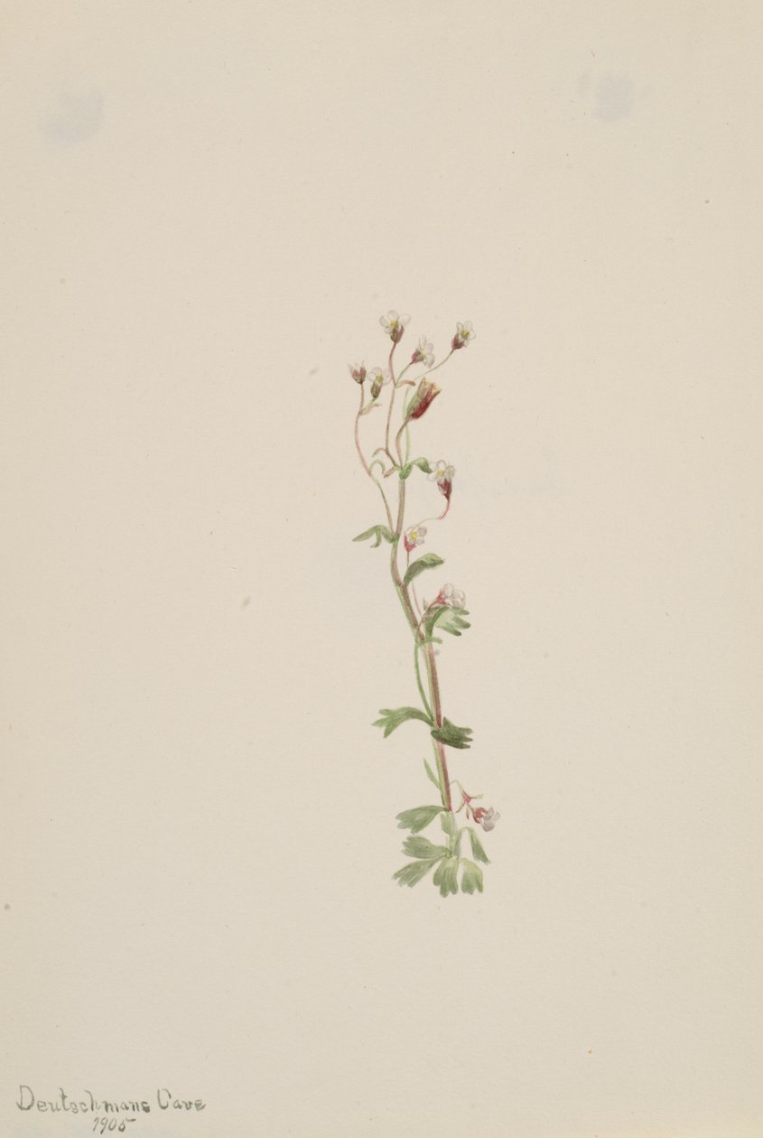 Cím nélkül – Növénytanulmány, 1905. alkotó: Mary Vaux Walcott