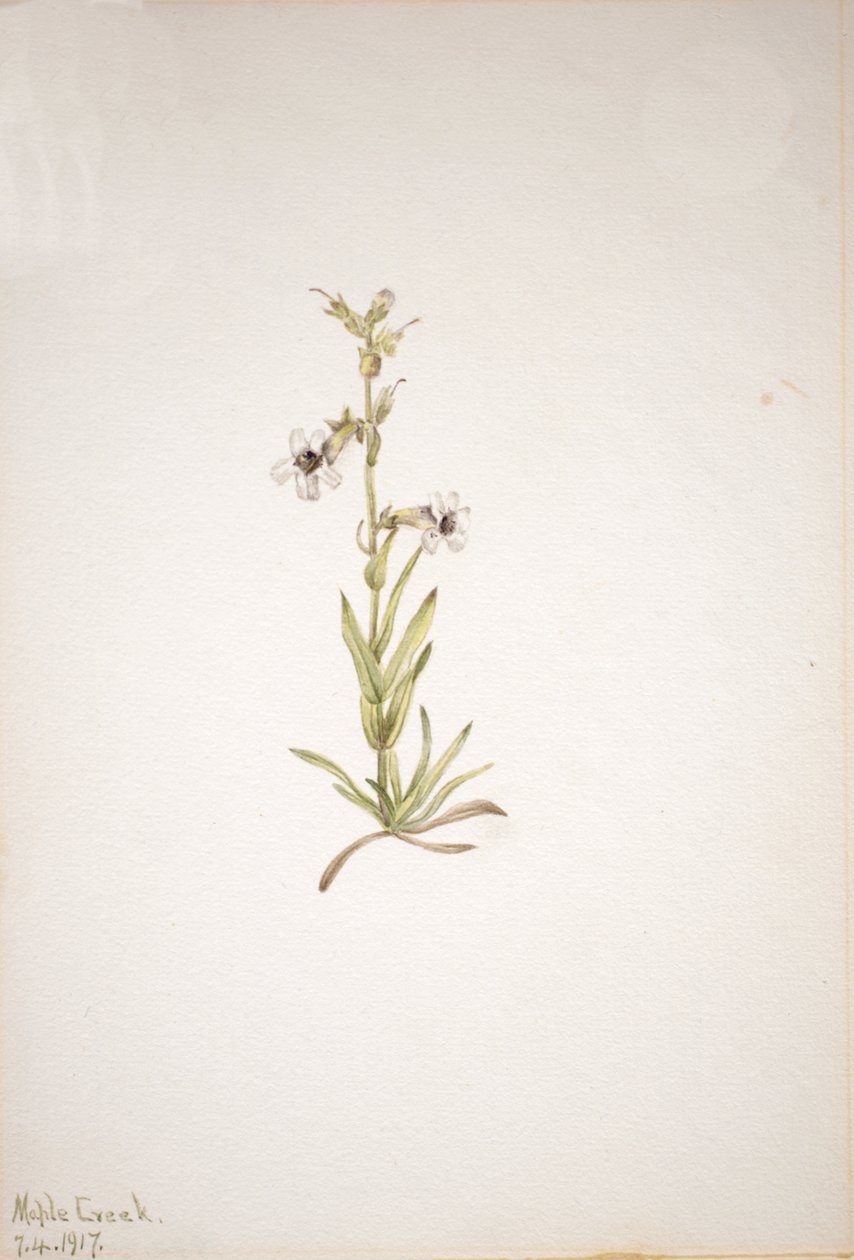 Cím nélkül – Növénytanulmány, 1917. alkotó: Mary Vaux Walcott