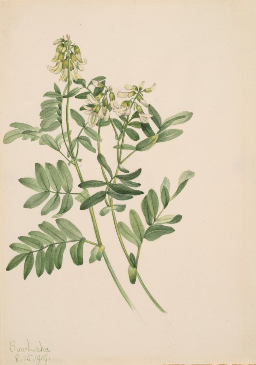 Cím nélkül – Növénytanulmány, 1919. alkotó: Mary Vaux Walcott