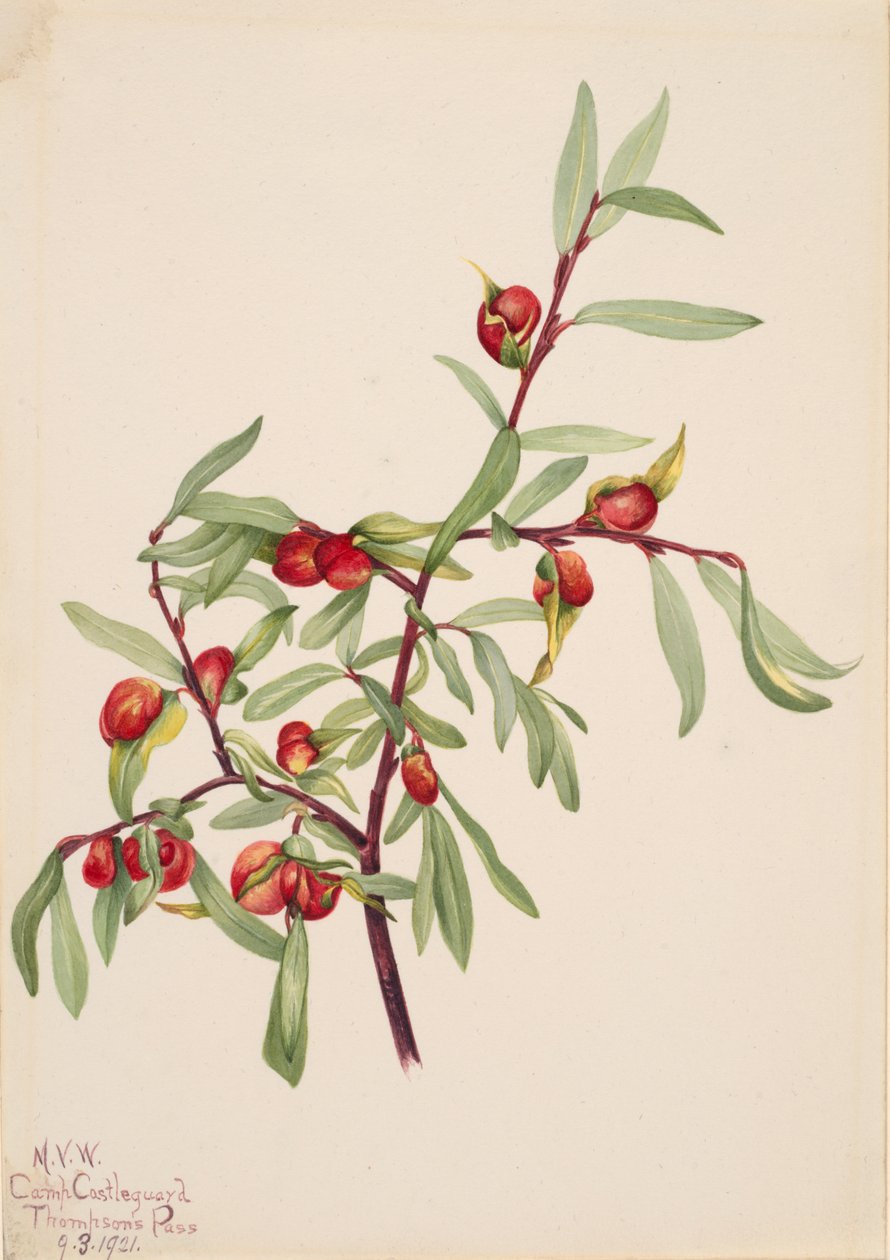 Cím nélkül – Növénytanulmány, 1921. alkotó: Mary Vaux Walcott