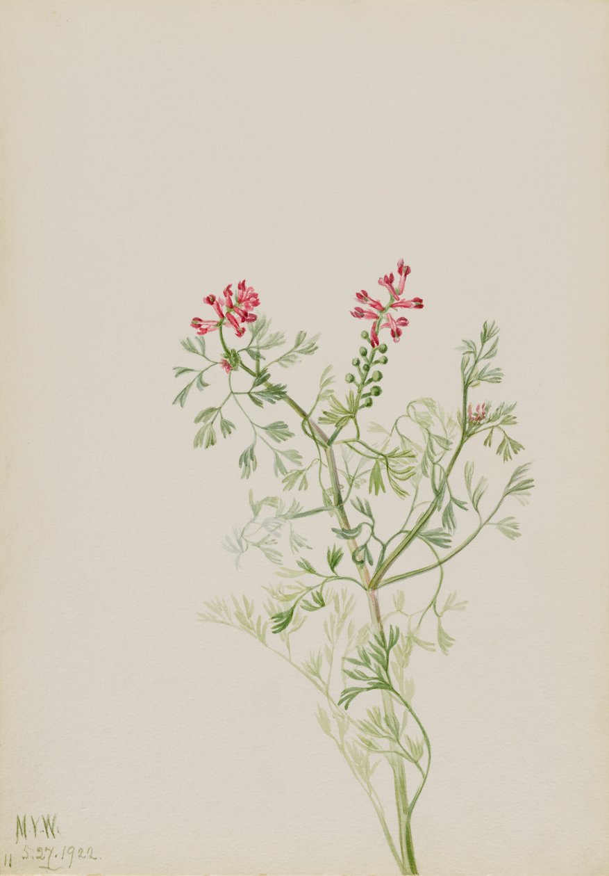 Cím nélkül – Növénytanulmány, 1922. alkotó: Mary Vaux Walcott