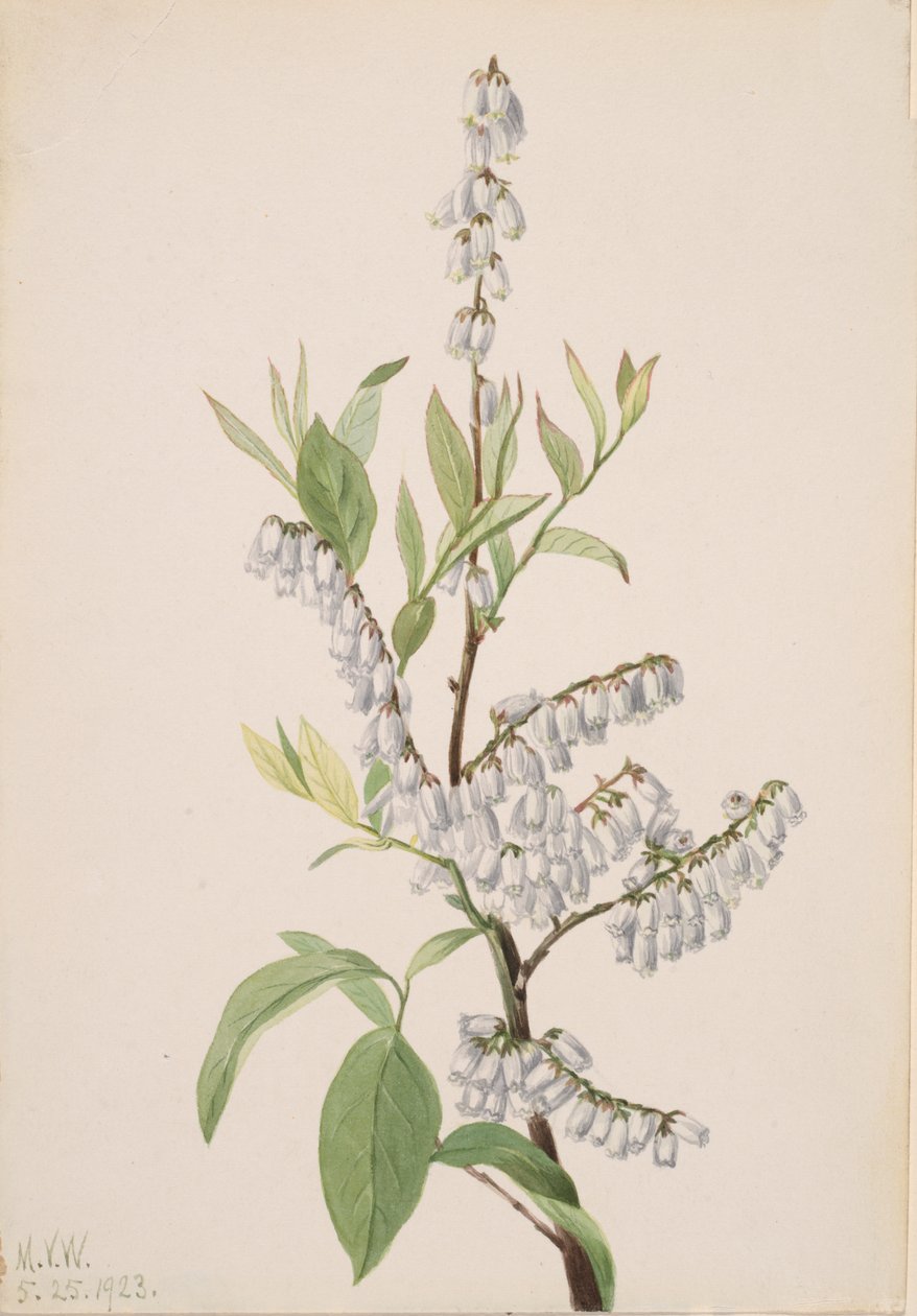 Cím nélkül – Növénytanulmány, 1923. alkotó: Mary Vaux Walcott