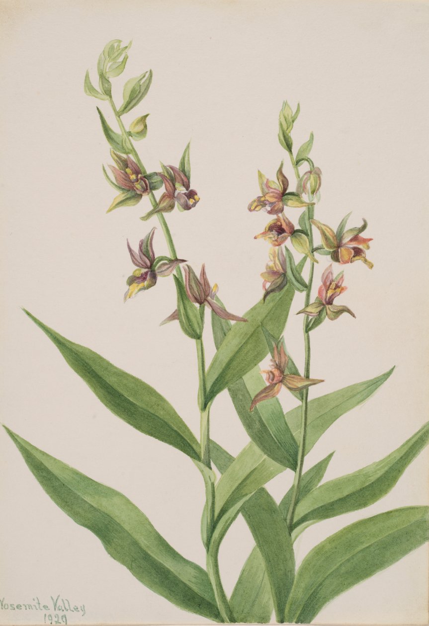Cím nélkül – Növénytanulmány, 1929. alkotó: Mary Vaux Walcott