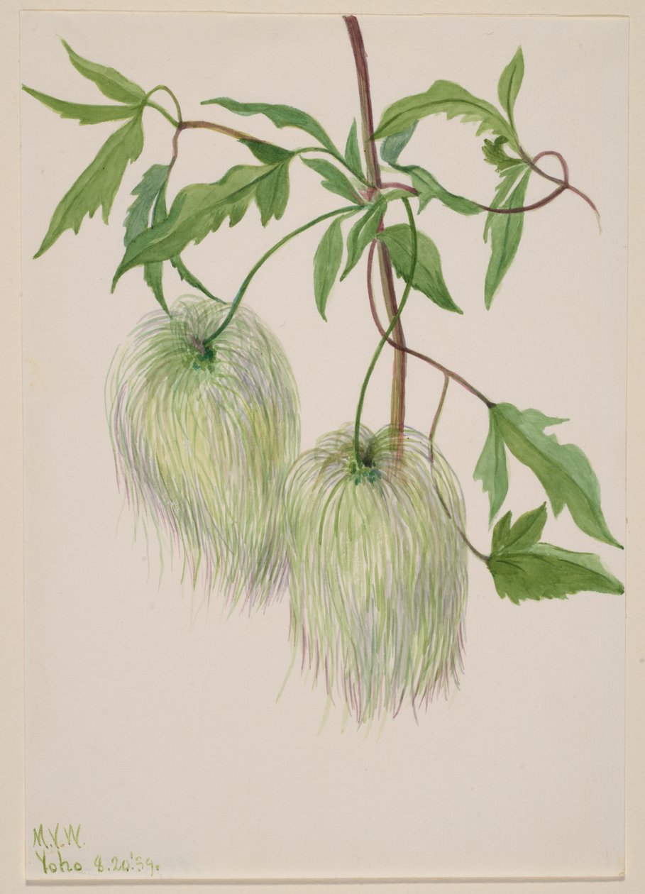 Cím nélkül – Növénytanulmány, 1939. alkotó: Mary Vaux Walcott