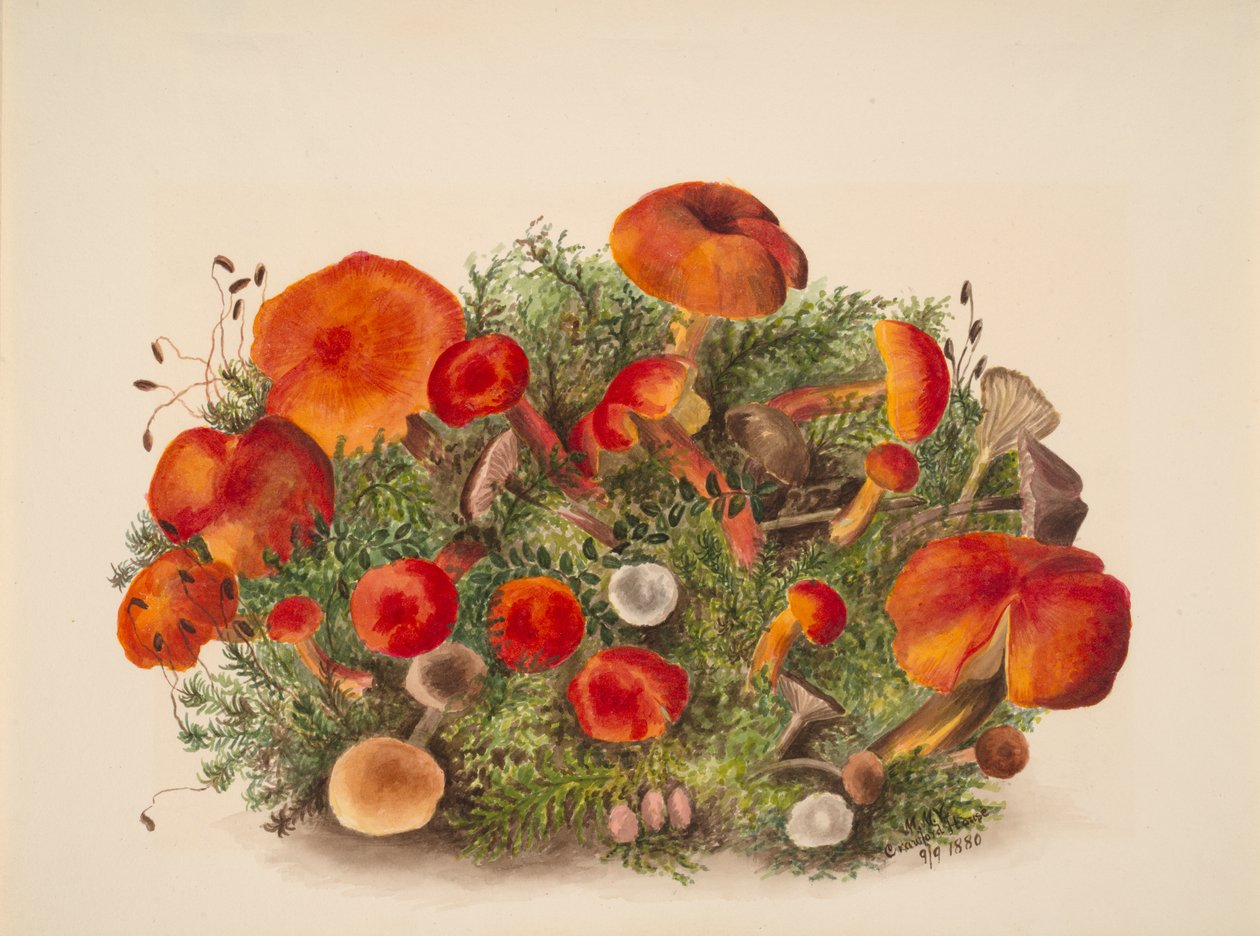 Cím nélkül – Gombatanulmány, 1880. alkotó: Mary Vaux Walcott