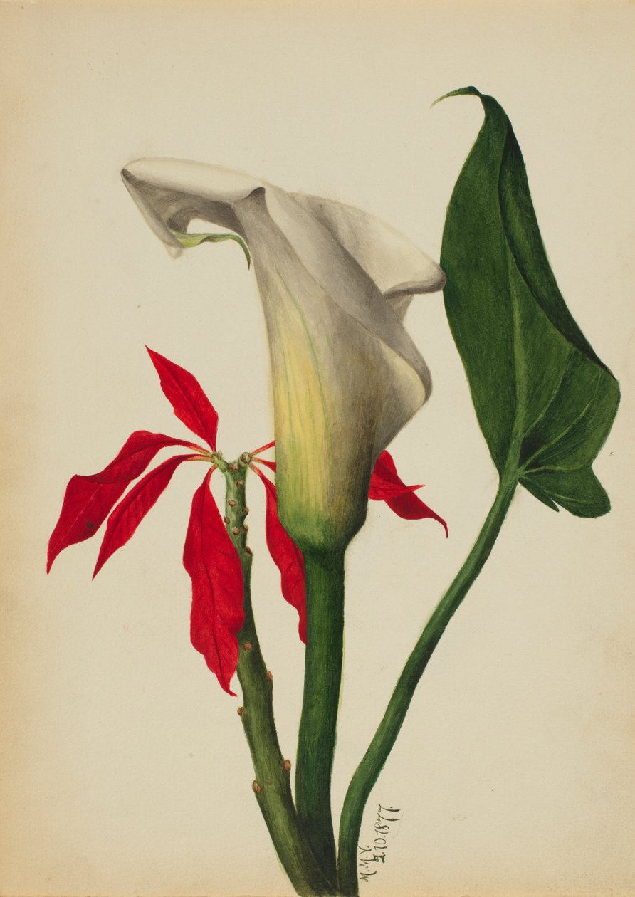 Cím nélkül (Calla Lily) alkotó: Mary Vaux Walcott