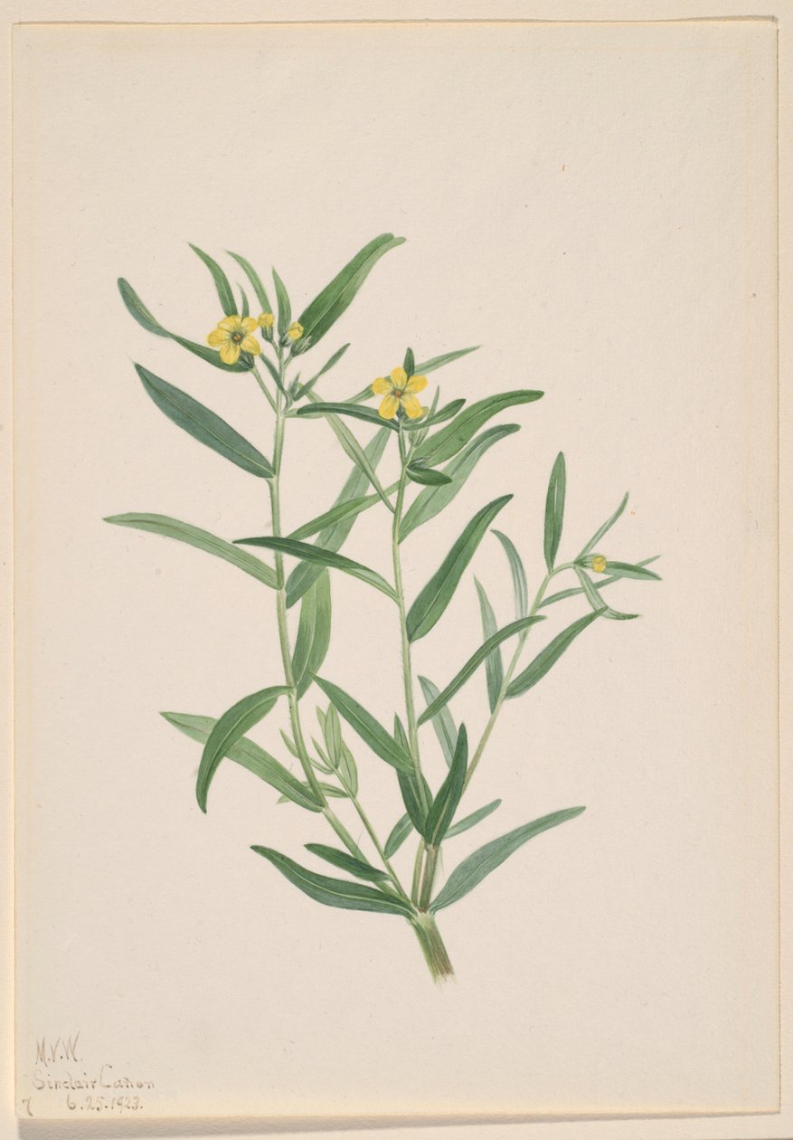 Cím nélkül (Virág tanulmány) alkotó: Mary Vaux Walcott