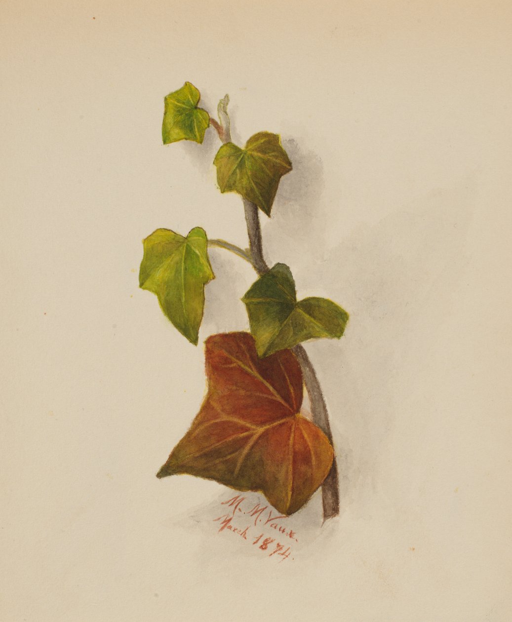 Cím nélkül (Ivy) alkotó: Mary Vaux Walcott