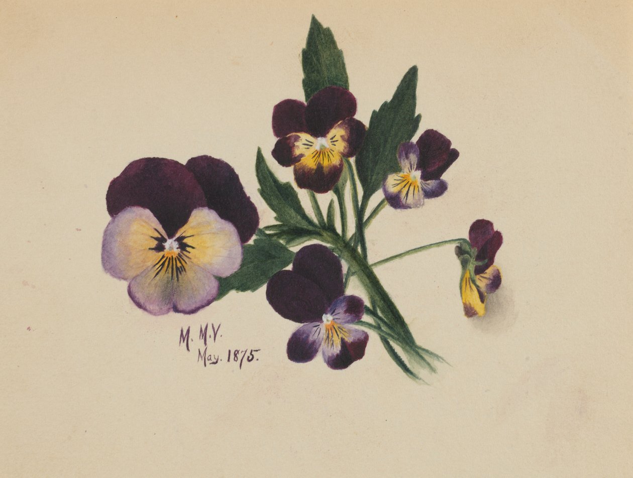 Cím nélkül (Árvácskák) alkotó: Mary Vaux Walcott