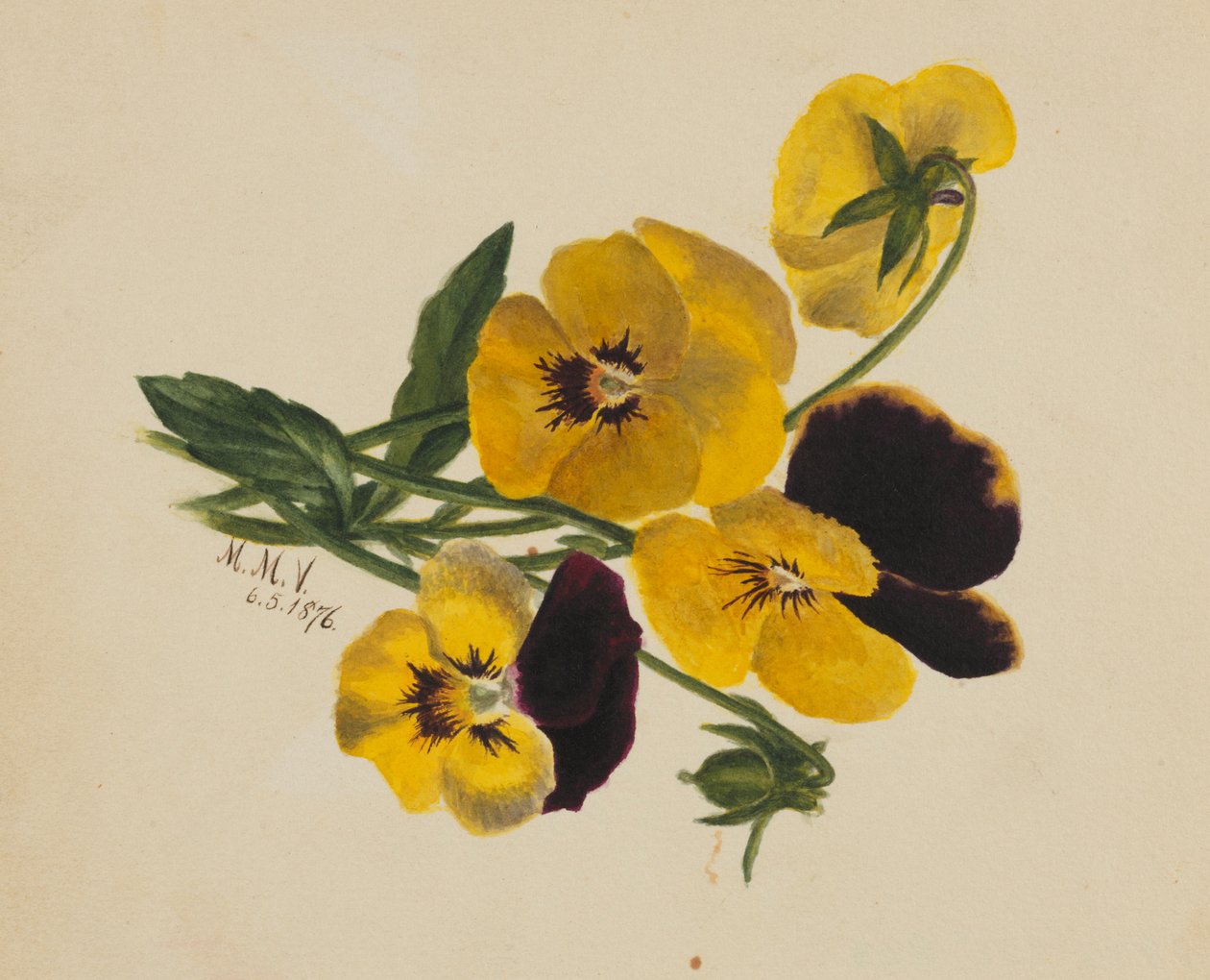 Cím nélkül (Árvácskák) alkotó: Mary Vaux Walcott