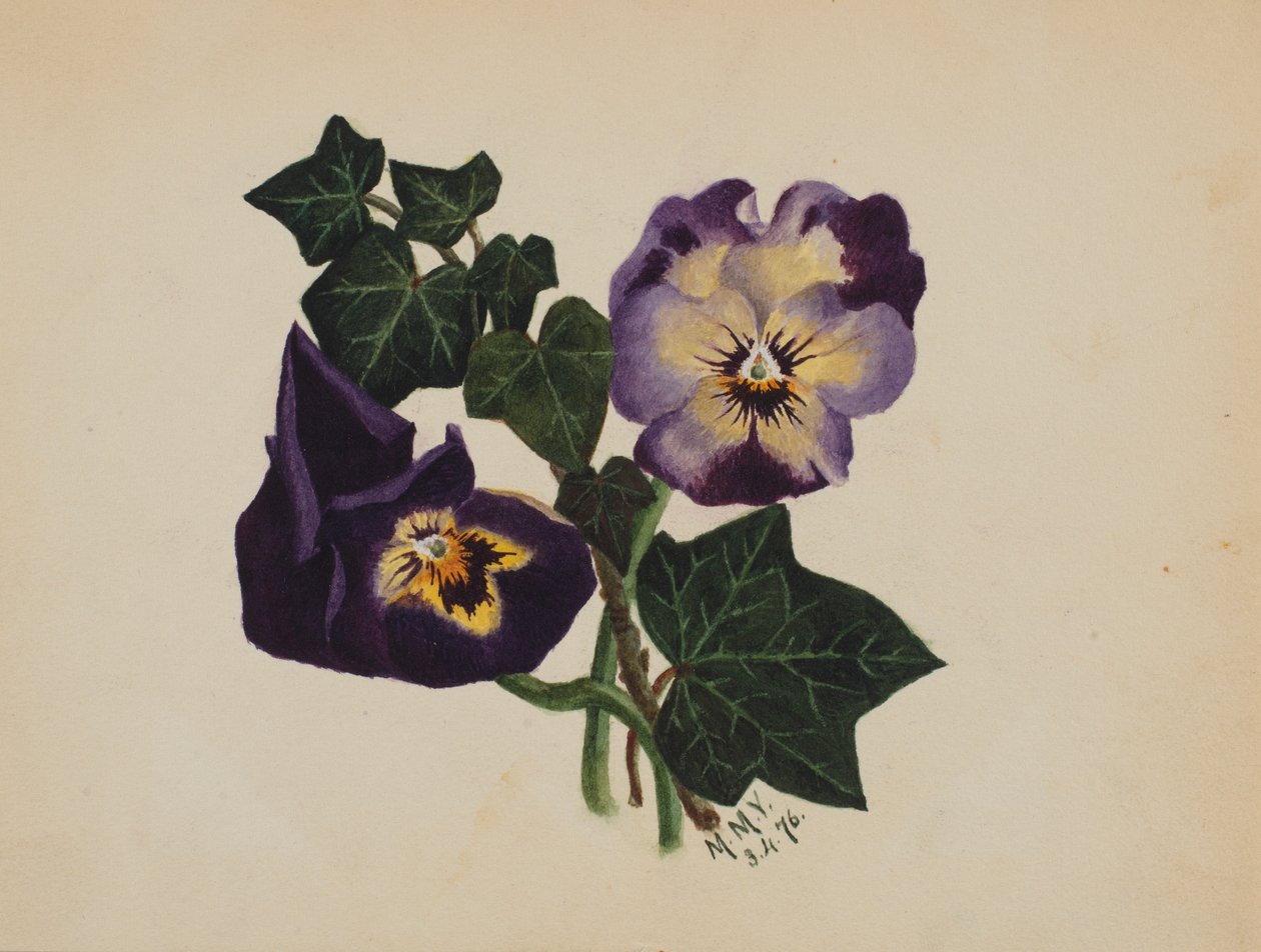 Cím nélkül (árvácskák és borostyán) alkotó: Mary Vaux Walcott