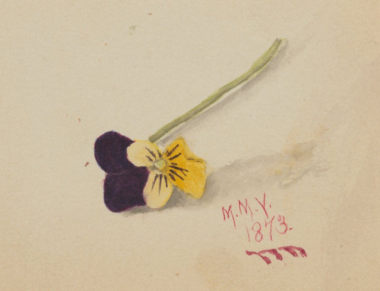 Cím nélkül (Pansy) alkotó: Mary Vaux Walcott