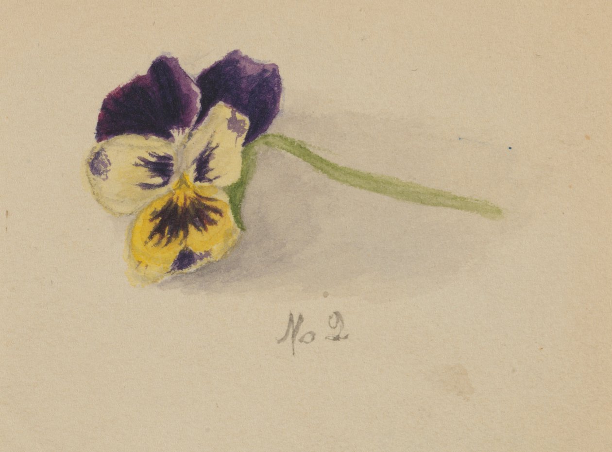 Cím nélkül (Pansy) alkotó: Mary Vaux Walcott