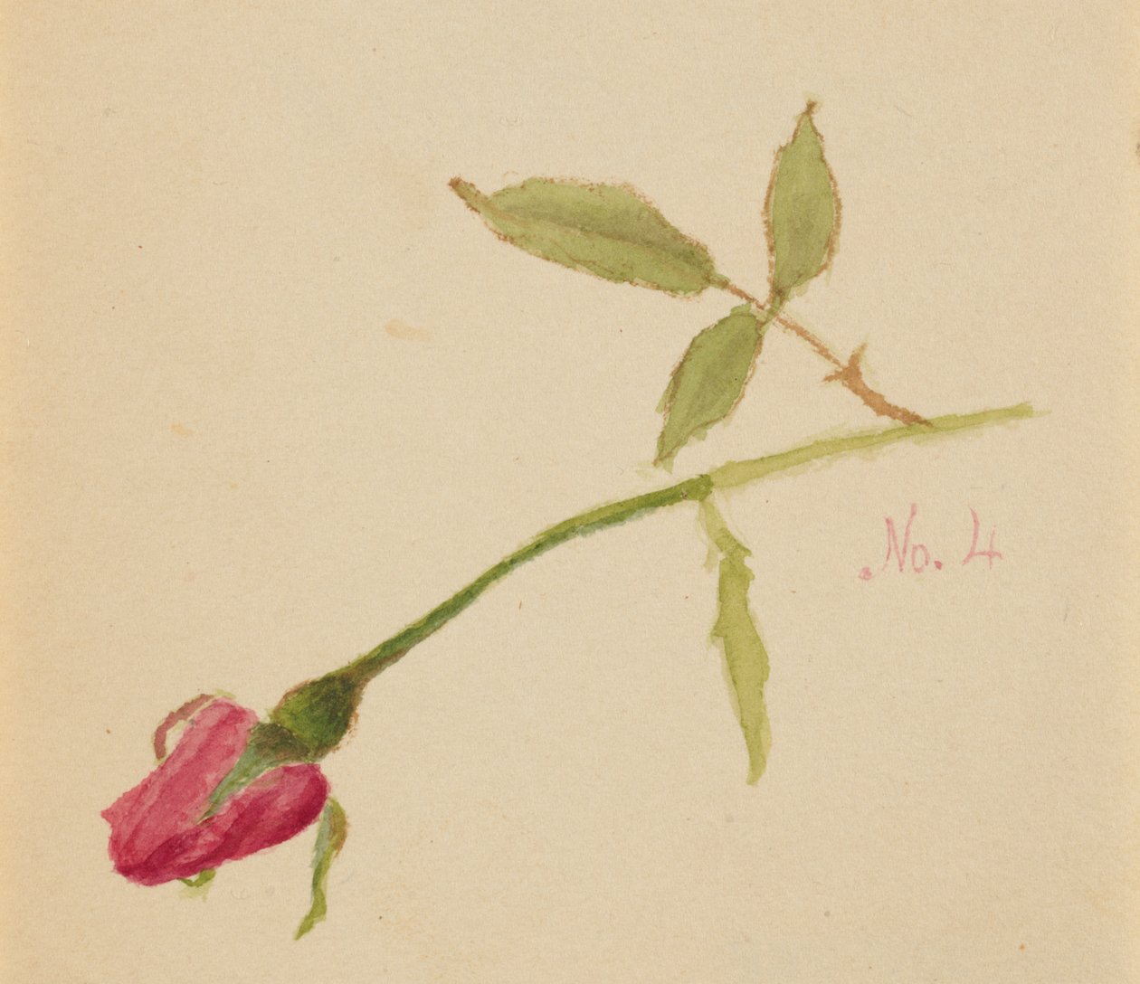 Cím nélkül (Rose) alkotó: Mary Vaux Walcott