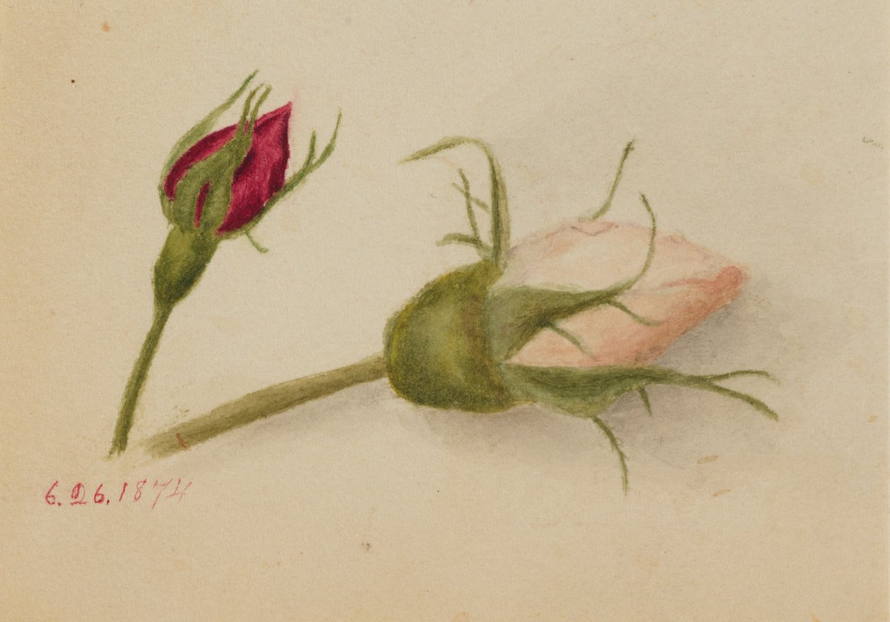 Cím nélkül (Rózsabimbók) alkotó: Mary Vaux Walcott