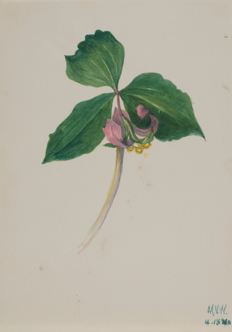 Cím nélkül alkotó: Mary Vaux Walcott