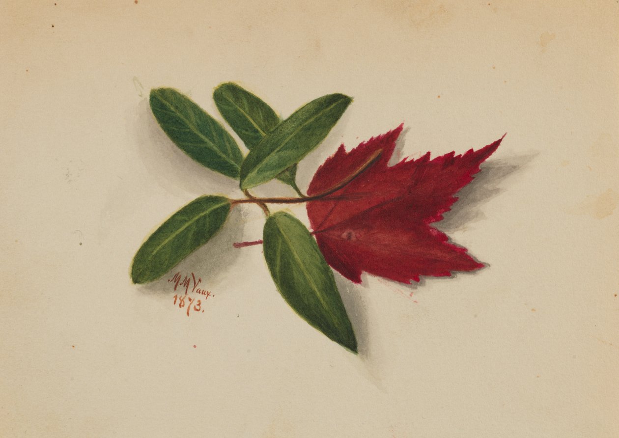 Név nélkül, 1873. alkotó: Mary Vaux Walcott