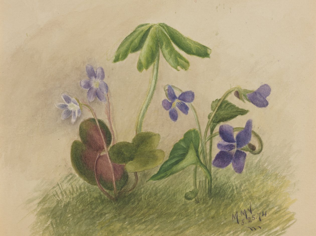 Név nélkül, 1874. alkotó: Mary Vaux Walcott