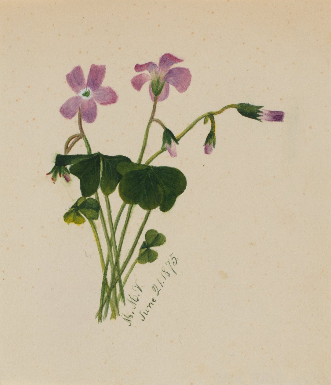 Név nélkül, 1875. alkotó: Mary Vaux Walcott
