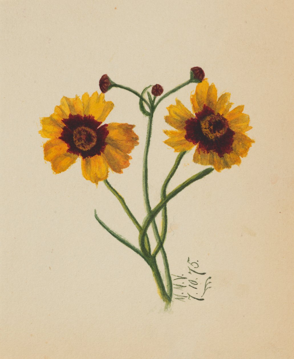 Név nélkül, 1875. alkotó: Mary Vaux Walcott