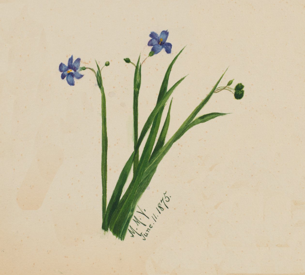 Név nélkül, 1875. alkotó: Mary Vaux Walcott
