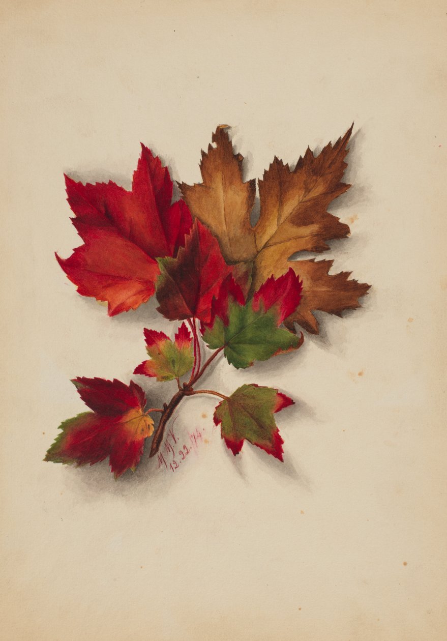 Őszi levelek cím nélkül, 1874. alkotó: Mary Vaux Walcott