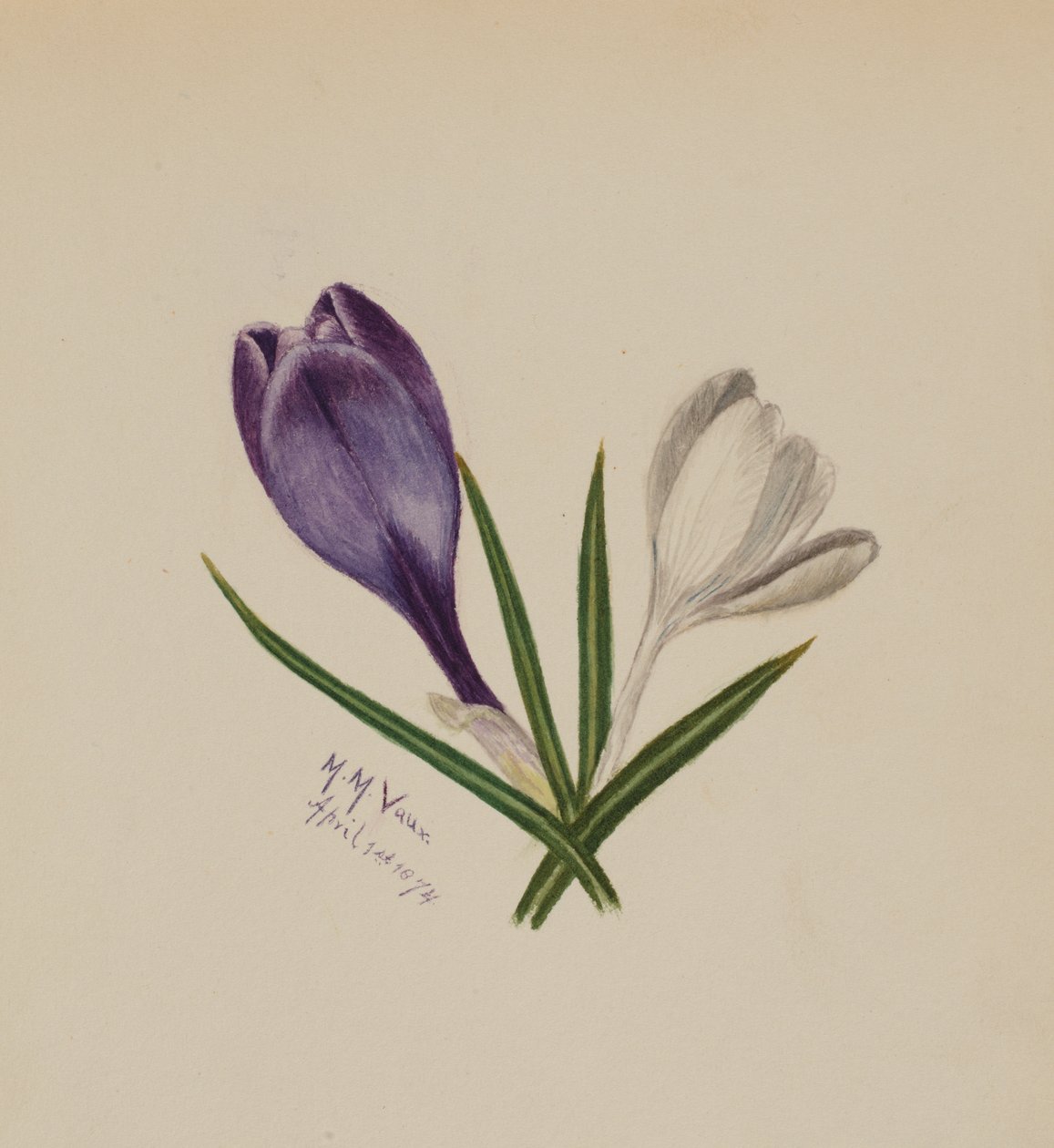 Krókuszok cím nélkül, 1874. alkotó: Mary Vaux Walcott