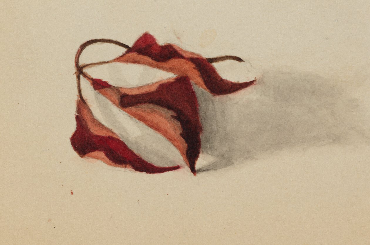 Untitled Göndör őszi levelek, 1872. alkotó: Mary Vaux Walcott