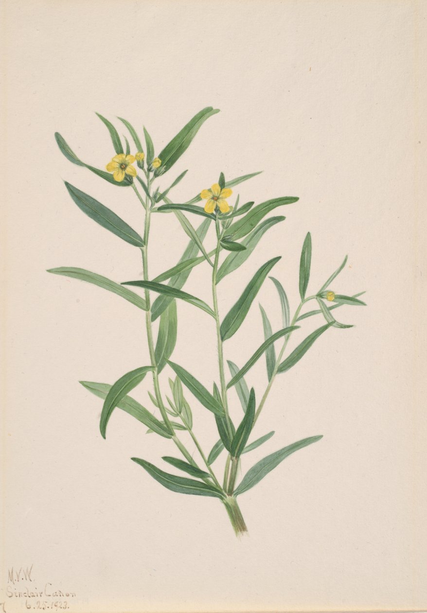 Névtelen virágtanulmány, 1923. alkotó: Mary Vaux Walcott