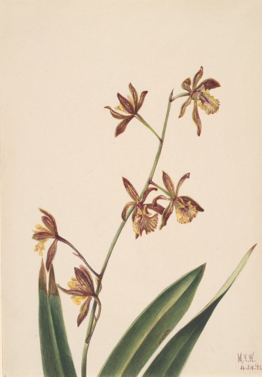 Névtelen virágtanulmány, 1924. alkotó: Mary Vaux Walcott