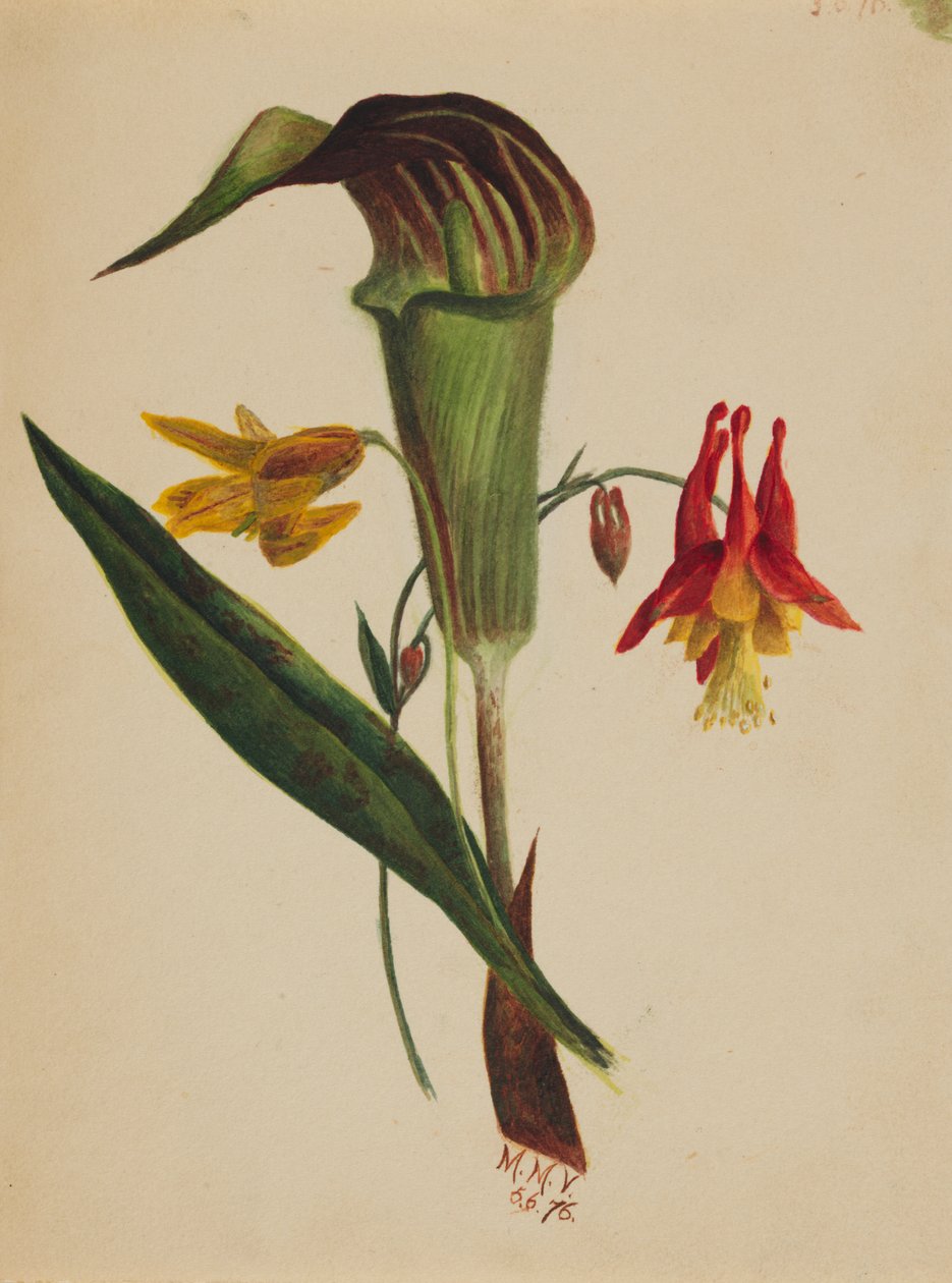 Jack in the Pulpit címmel, 1876. alkotó: Mary Vaux Walcott