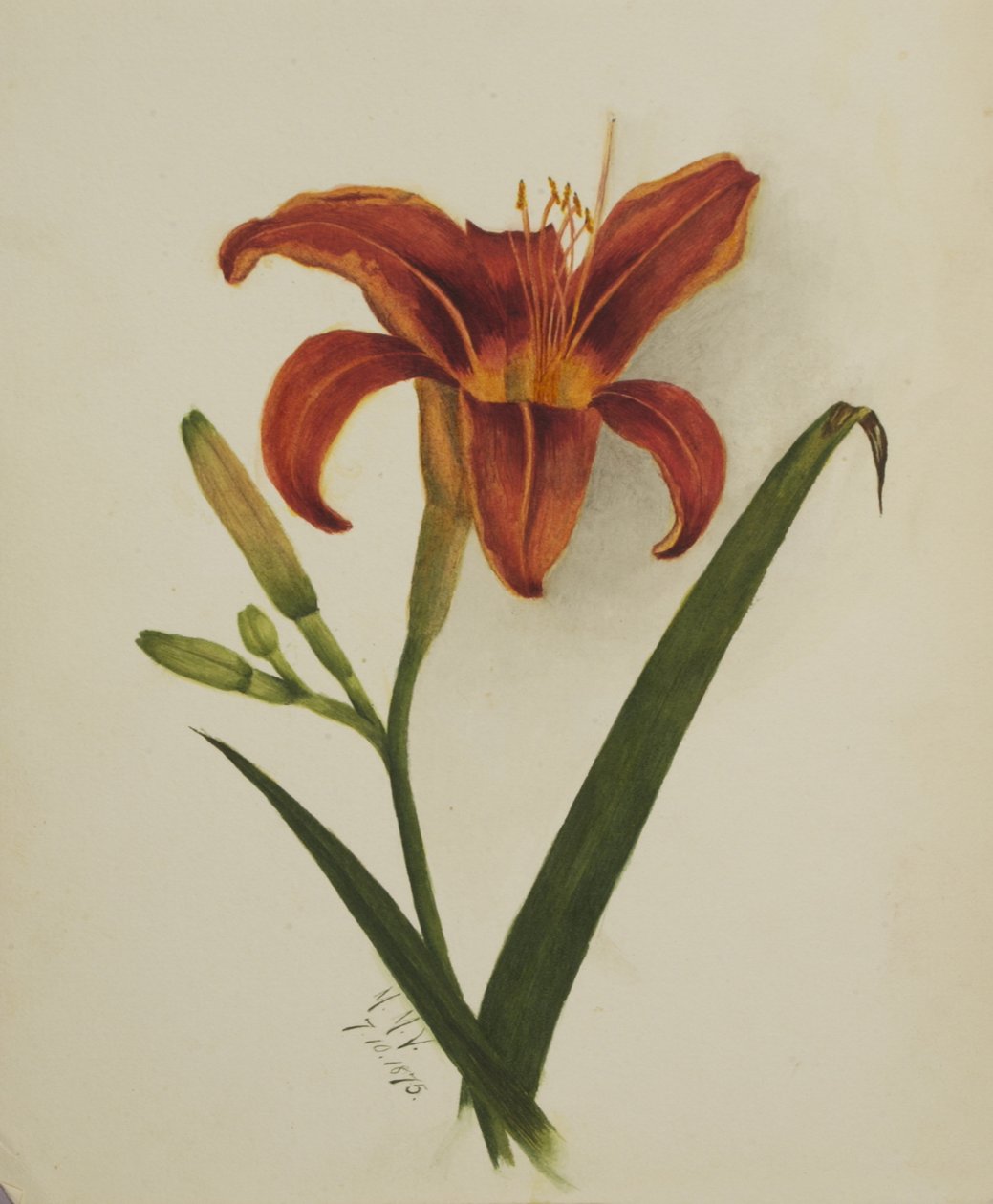 Liliom név nélkül, 1875. alkotó: Mary Vaux Walcott