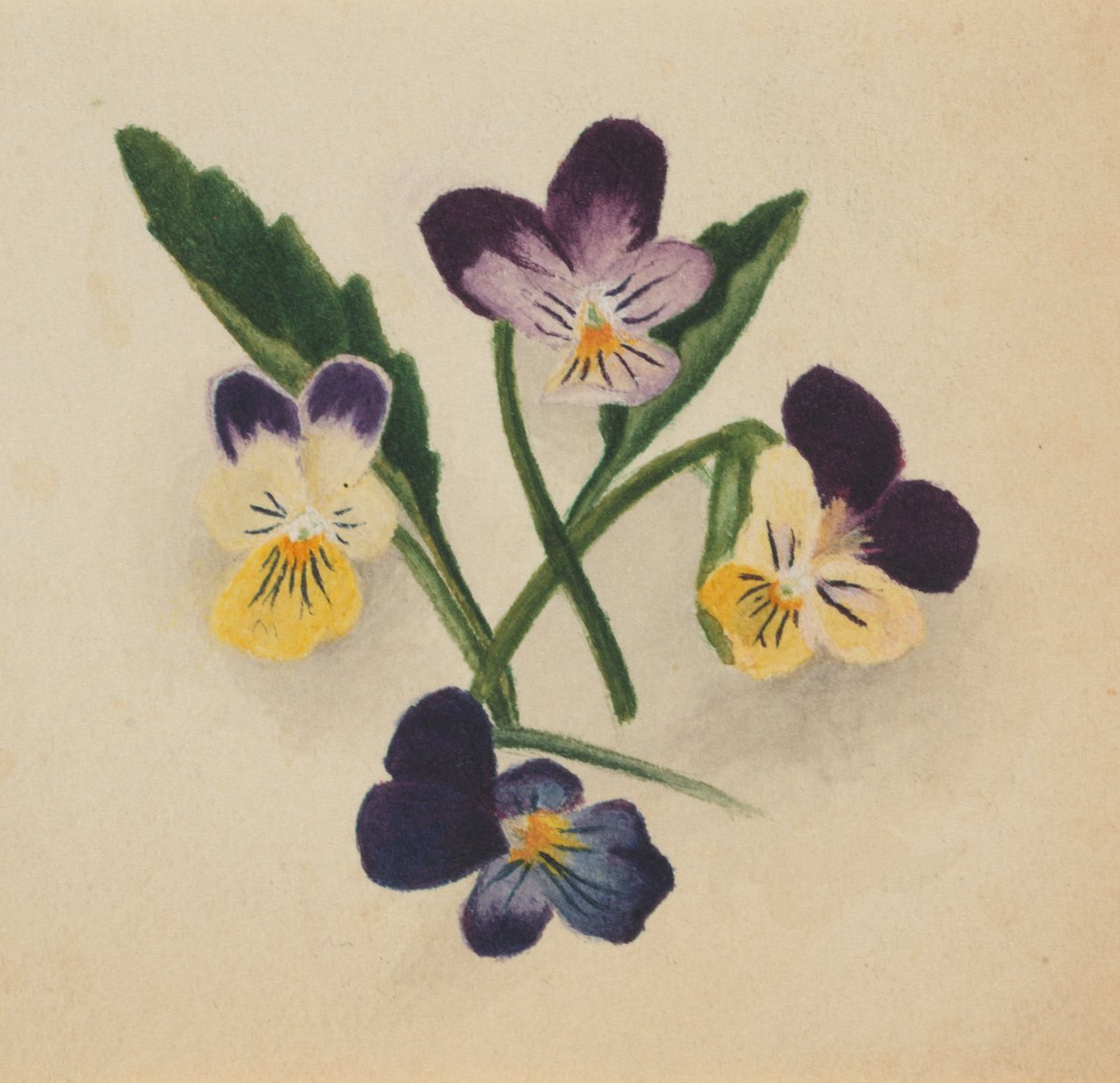 Névtelen árvácskák, 1874. alkotó: Mary Vaux Walcott