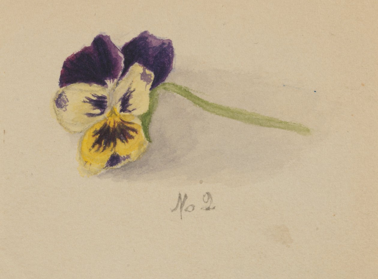 Pansy név nélkül, 1872. alkotó: Mary Vaux Walcott