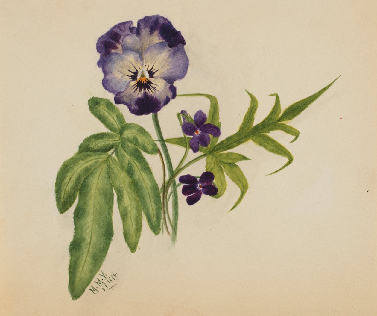 Pansy név nélkül, 1876. alkotó: Mary Vaux Walcott