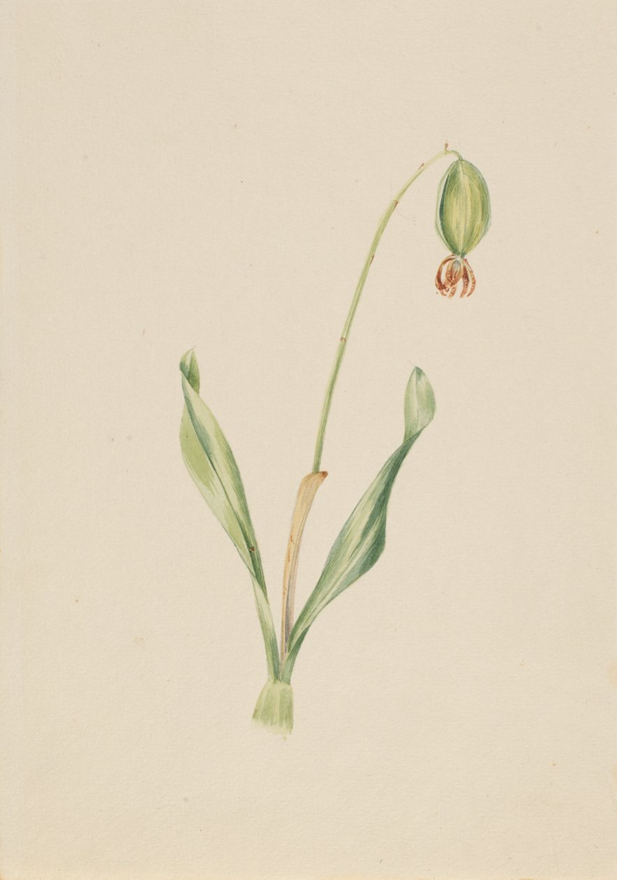 Untitled Plant Study, kb. 1930-as évek eleje. alkotó: Mary Vaux Walcott