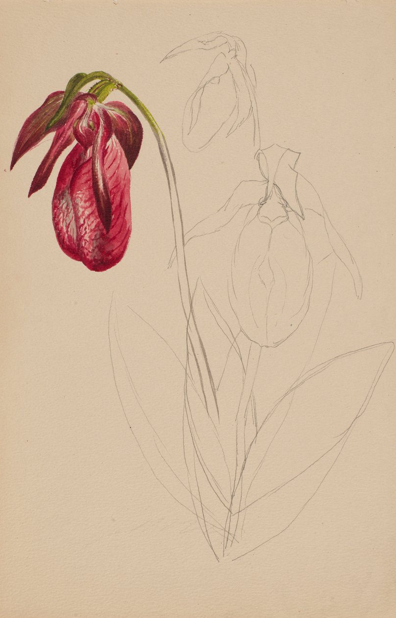 Untitled Unfinished Sketch, n.d. alkotó: Mary Vaux Walcott