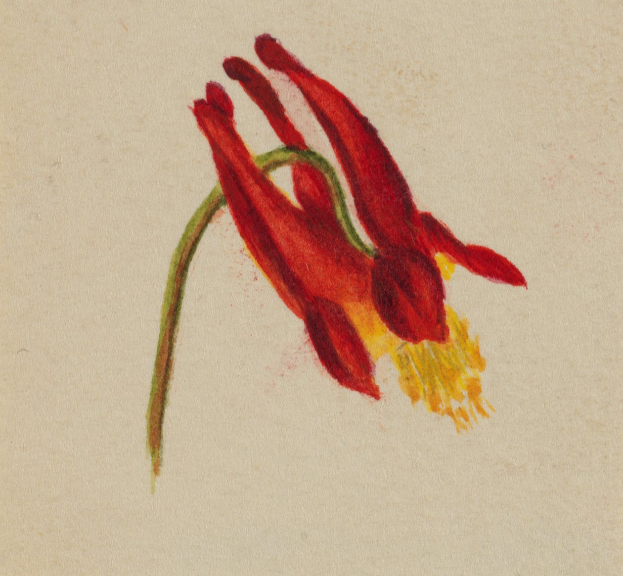 Cím nélkül, kb. 1874. alkotó: Mary Vaux Walcott