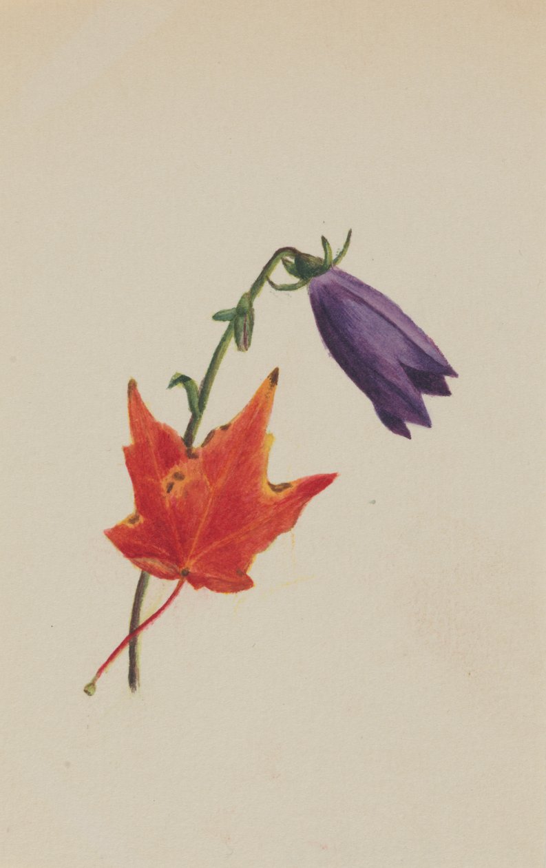 Cím nélkül, kb. 1876. alkotó: Mary Vaux Walcott