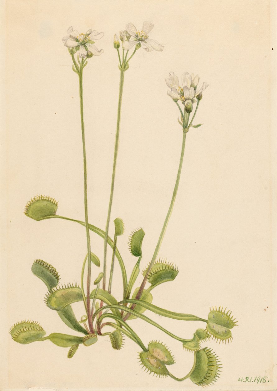 Vénusz légycsapda (Dionaea muscipula) alkotó: Mary Vaux Walcott
