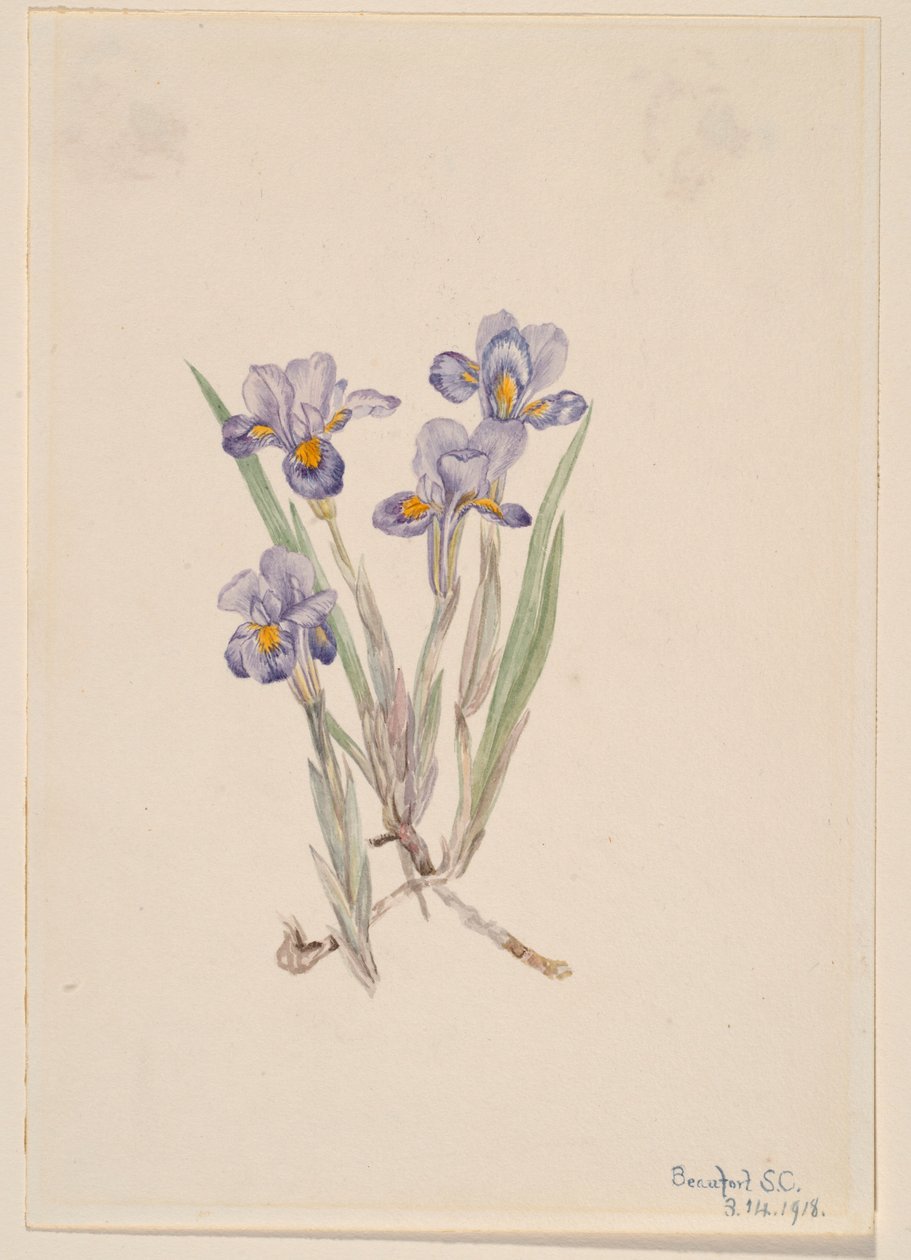 tavaszi írisz (Iris verna) alkotó: Mary Vaux Walcott