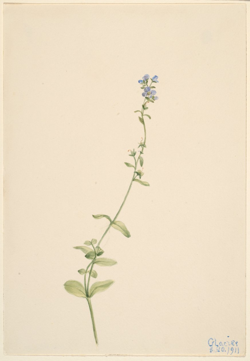 Veronica serpyllifolia alkotó: Mary Vaux Walcott