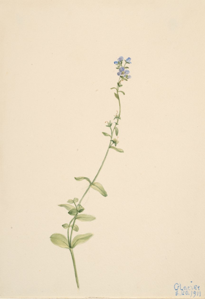 Veronica serpyllifolia, 1911. alkotó: Mary Vaux Walcott