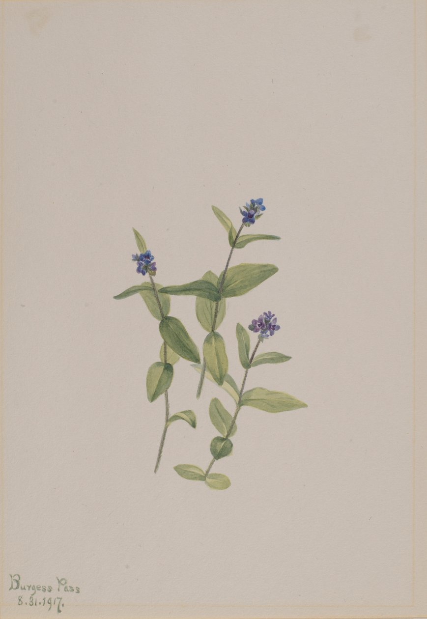 Veronica wormskjoldii alkotó: Mary Vaux Walcott