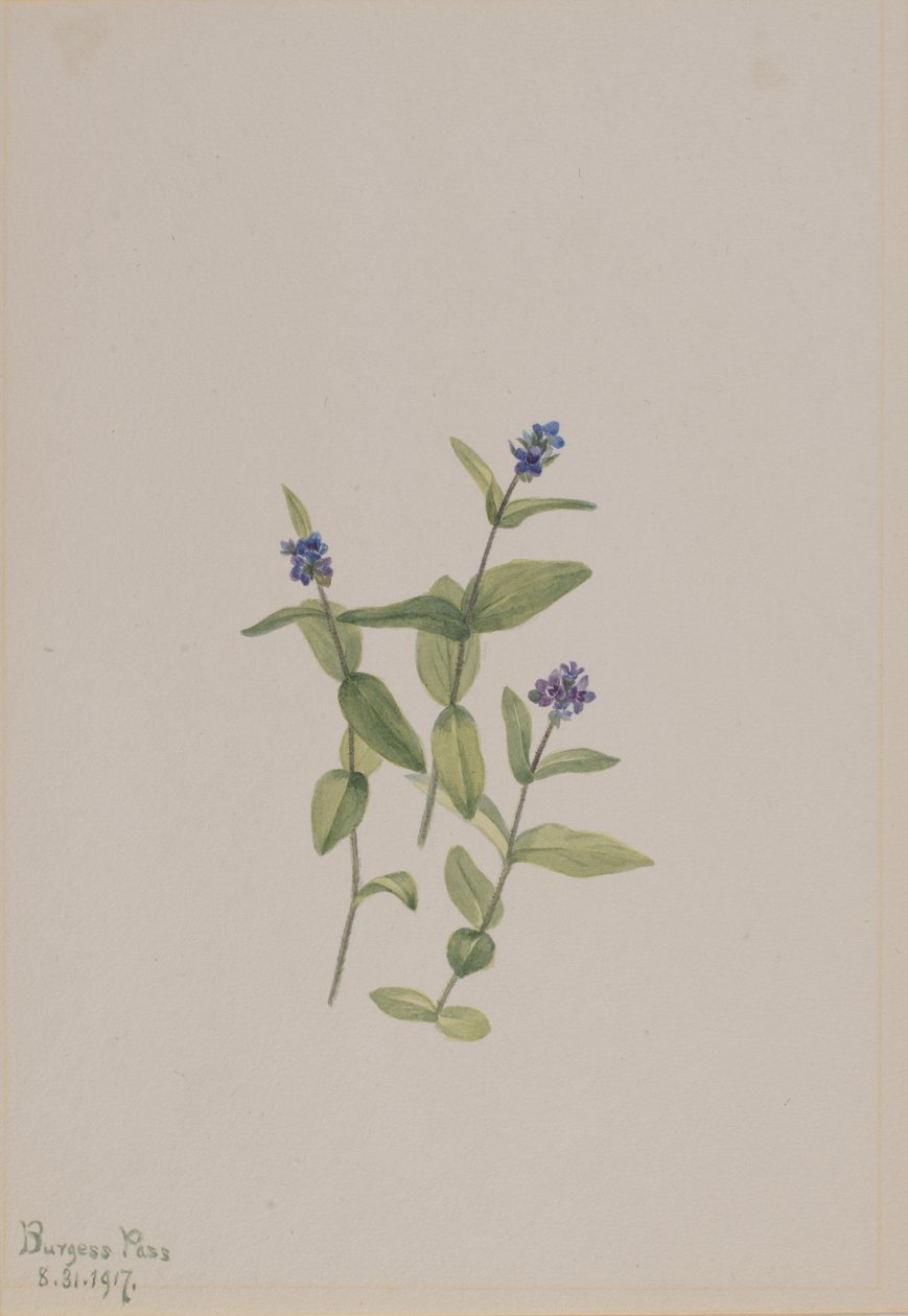 Veronica wormskjoldii, 1917. alkotó: Mary Vaux Walcott