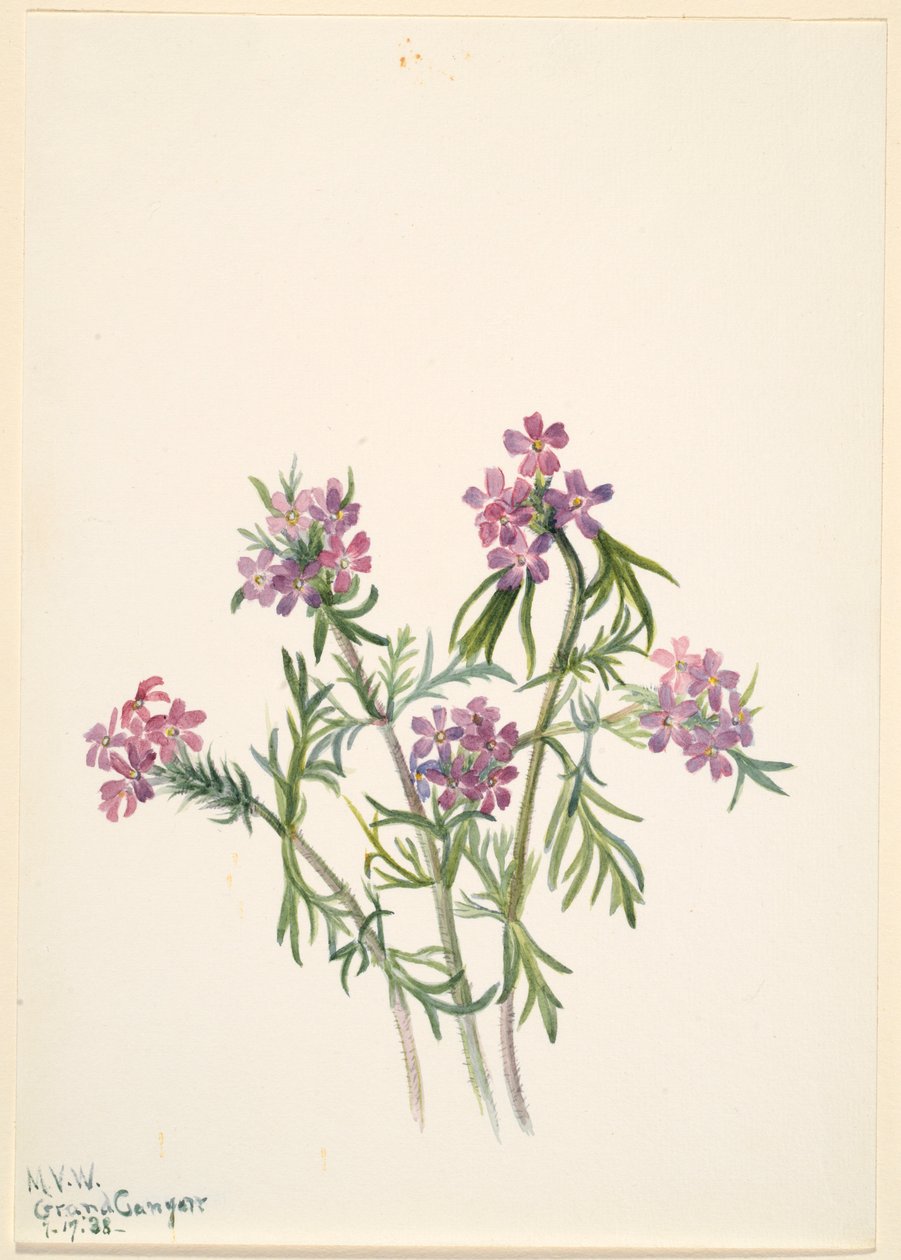 Vérfű (Verbena wrightii) alkotó: Mary Vaux Walcott