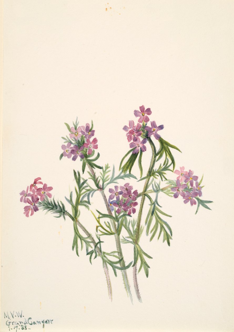 Vervain Verbena wrightii, 1938. alkotó: Mary Vaux Walcott