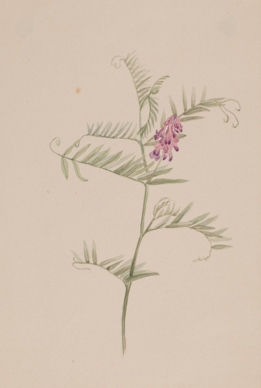 Vicia americana alkotó: Mary Vaux Walcott